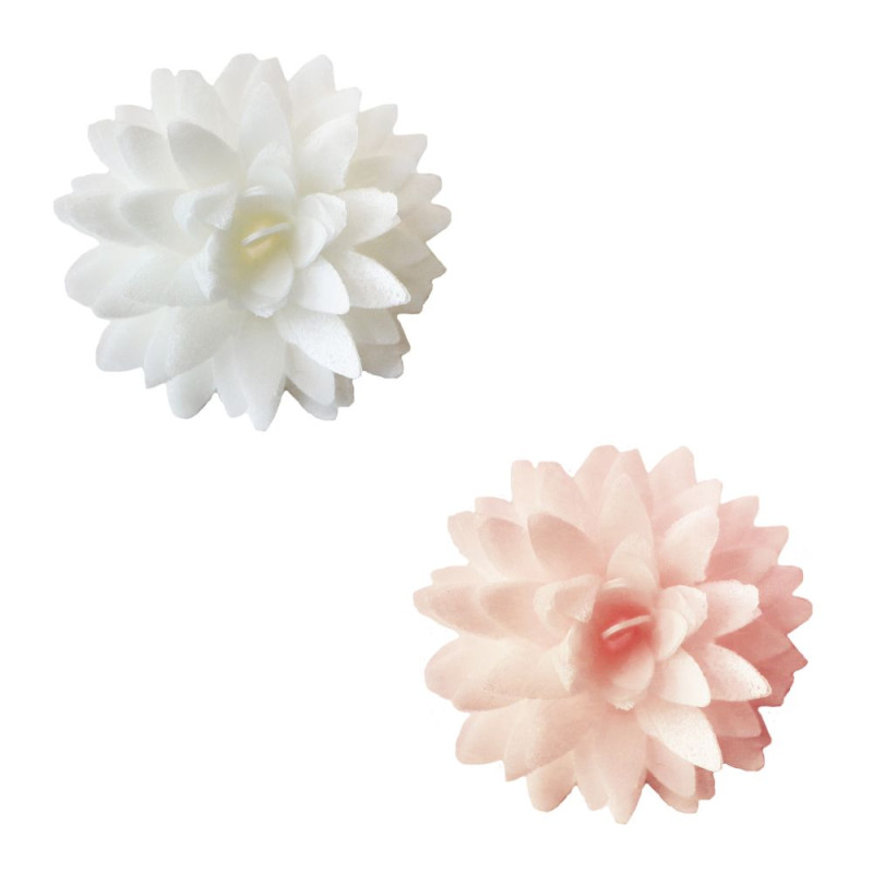 5 dahlias en azyme blanc et rose pastel pour déco de gâteaux
